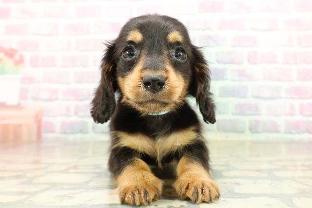 長野県のカニンヘンダックスフンド(ロング) (Coo&RIKU松本店/2025年11月18日生まれ/男の子/ブラックタン)の子犬の1枚目の画像