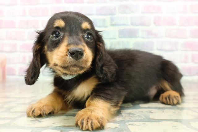 長野県のカニンヘンダックスフンド(ロング) (Coo&RIKU松本店/2025年11月18日生まれ/男の子/ブラックタン)の子犬の2枚目の画像