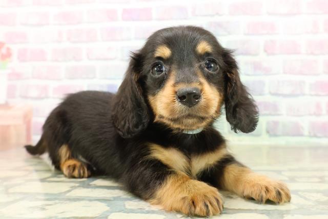 長野県のカニンヘンダックスフンド(ロング) (Coo&RIKU松本店/2025年11月18日生まれ/男の子/ブラックタン)の子犬の3枚目の画像