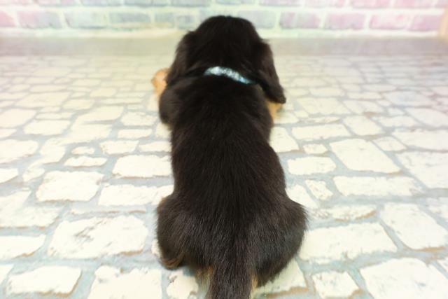 長野県のカニンヘンダックスフンド(ロング) (Coo&RIKU松本店/2025年11月18日生まれ/男の子/ブラックタン)の子犬の4枚目の画像