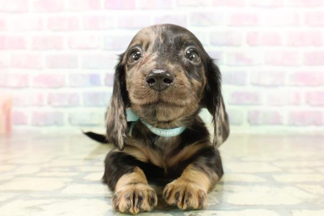 千葉県のカニンヘンダックスフンド(ロング) (Coo&RIKU東船橋店/2025年11月18日生まれ/男の子/シルバーダップル)の子犬の1枚目の画像