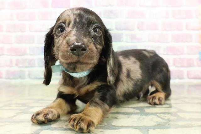 千葉県のカニンヘンダックスフンド(ロング) (Coo&RIKU東船橋店/2025年11月18日生まれ/男の子/シルバーダップル)の子犬の2枚目の画像