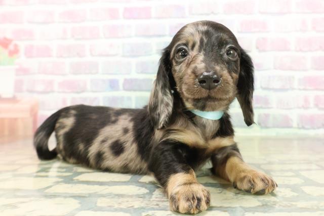 千葉県のカニンヘンダックスフンド(ロング) (Coo&RIKU東船橋店/2025年11月18日生まれ/男の子/シルバーダップル)の子犬の3枚目の画像