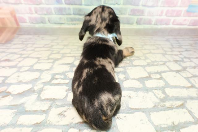 千葉県のカニンヘンダックスフンド(ロング) (Coo&RIKU東船橋店/2025年11月18日生まれ/男の子/シルバーダップル)の子犬の4枚目の画像