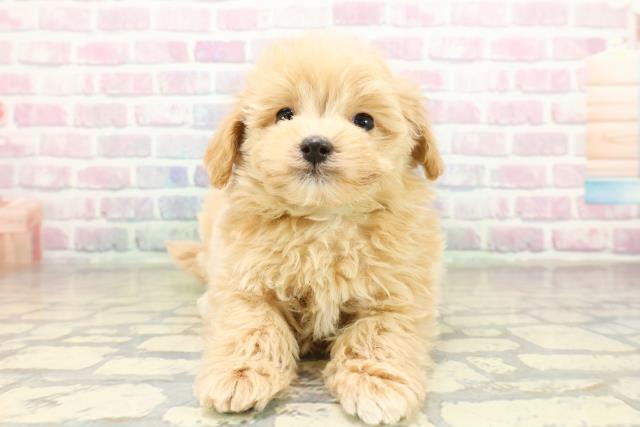 福島県のマルプー(マルチーズ×プードル) (Coo&RIKU福島店/2025年11月13日生まれ/男の子/アプリコット)の子犬