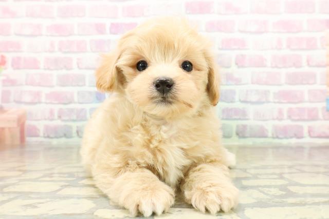 福島県のマルプー(マルチーズ×プードル) (Coo&RIKU会津若松店/2025年11月13日生まれ/男の子/アプリコット)の子犬