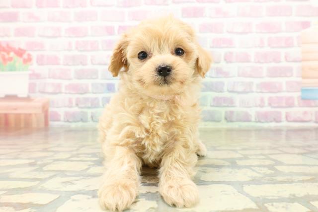 新潟県のマルプー(マルチーズ×プードル) (Coo&RIKU新潟東店/2025年11月13日生まれ/女の子/アプリコット)の子犬の1枚目の画像