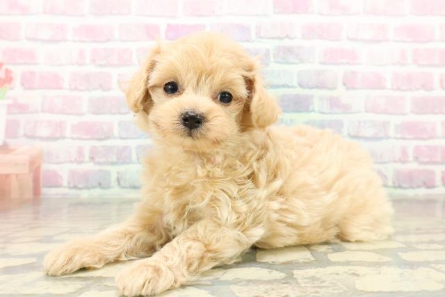 新潟県のマルプー(マルチーズ×プードル) (Coo&RIKU新潟東店/2025年11月13日生まれ/女の子/アプリコット)の子犬の2枚目の画像