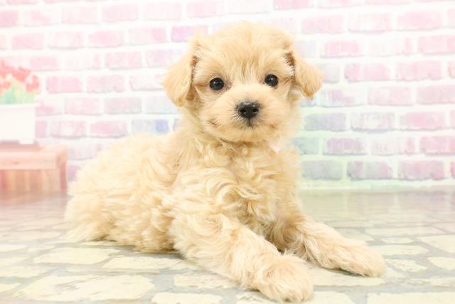 新潟県のマルプー(マルチーズ×プードル) (Coo&RIKU新潟東店/2025年11月13日生まれ/女の子/アプリコット)の子犬の3枚目の画像