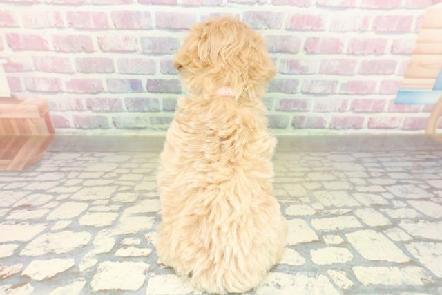 新潟県のマルプー(マルチーズ×プードル) (Coo&RIKU新潟東店/2025年11月13日生まれ/女の子/アプリコット)の子犬の4枚目の画像