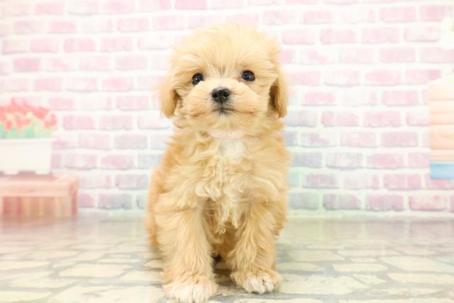 長野県のマルプー(マルチーズ×プードル) (Coo&RIKU松本店/2025年11月13日生まれ/女の子/アプリコット)の子犬の1枚目の画像