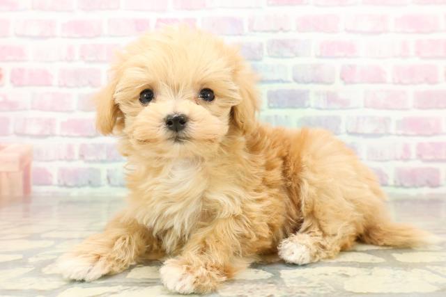 長野県のマルプー(マルチーズ×プードル) (Coo&RIKU松本店/2025年11月13日生まれ/女の子/アプリコット)の子犬の2枚目の画像