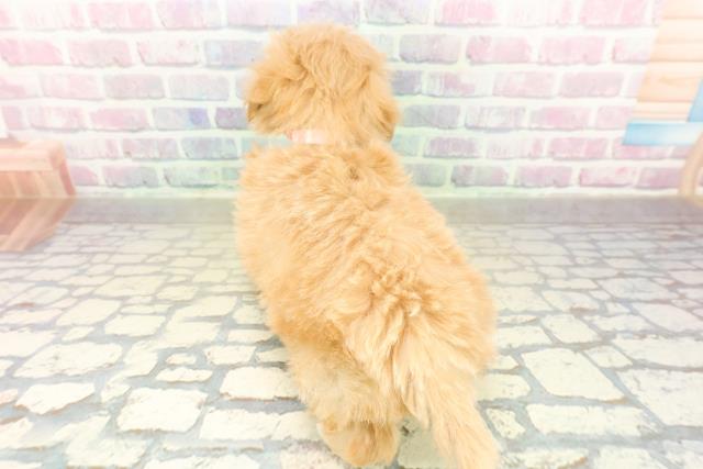 長野県のマルプー(マルチーズ×プードル) (Coo&RIKU松本店/2025年11月13日生まれ/女の子/アプリコット)の子犬の4枚目の画像