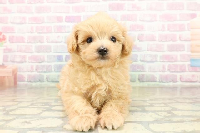 長野県のマルプー(マルチーズ×プードル) (Coo&RIKUコメリパワー長野東部店/2025年11月16日生まれ/男の子/アプリコット)の子犬の1枚目の画像