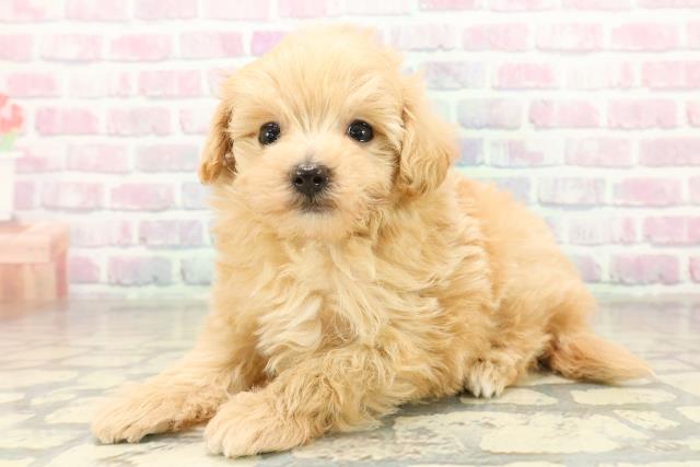 長野県のマルプー(マルチーズ×プードル) (Coo&RIKUコメリパワー長野東部店/2025年11月16日生まれ/男の子/アプリコット)の子犬の2枚目の画像