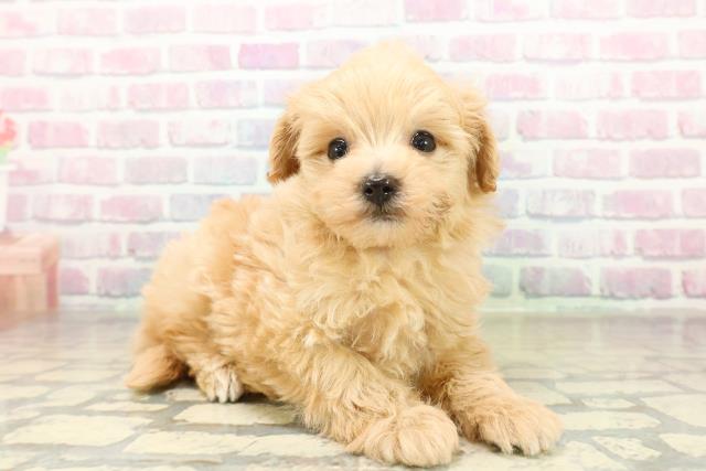 長野県のマルプー(マルチーズ×プードル) (Coo&RIKUコメリパワー長野東部店/2025年11月16日生まれ/男の子/アプリコット)の子犬の3枚目の画像