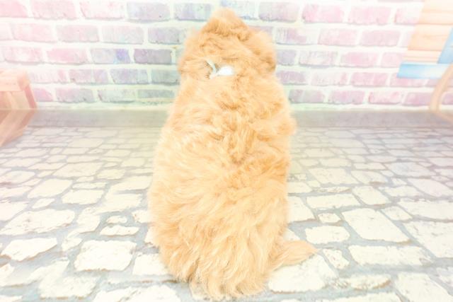 長野県のマルプー(マルチーズ×プードル) (Coo&RIKUコメリパワー長野東部店/2025年11月16日生まれ/男の子/アプリコット)の子犬の4枚目の画像