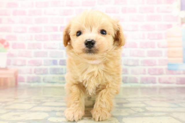 千葉県のマルプー(マルチーズ×プードル) (Coo&RIKU東船橋店/2025年11月16日生まれ/男の子/アプリコット)の子犬