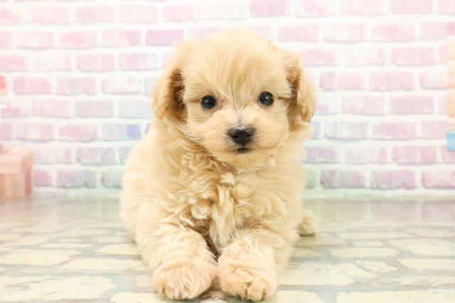 長野県のマルプー(マルチーズ×プードル) (Coo&RIKU綿半中野店/2025年11月16日生まれ/女の子/アプリコット)の子犬の1枚目の画像