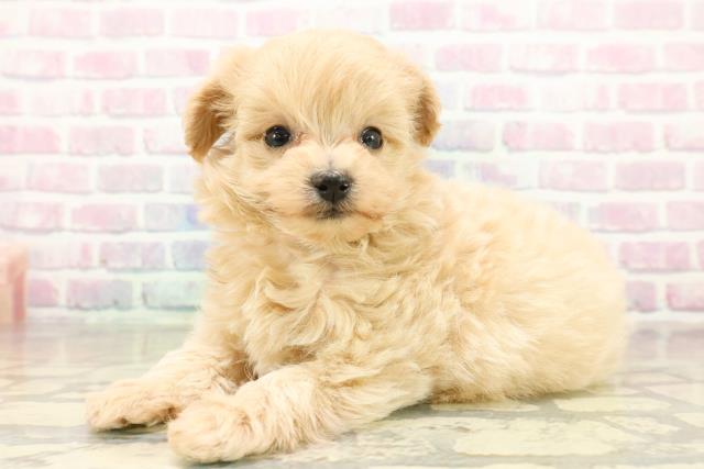 長野県のマルプー(マルチーズ×プードル) (Coo&RIKU綿半中野店/2025年11月16日生まれ/女の子/アプリコット)の子犬の2枚目の画像