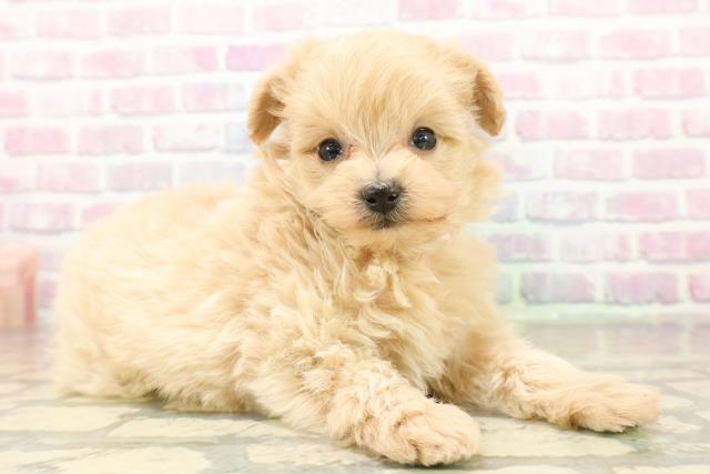 長野県のマルプー(マルチーズ×プードル) (Coo&RIKU綿半中野店/2025年11月16日生まれ/女の子/アプリコット)の子犬の3枚目の画像