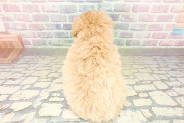 長野県のマルプー(マルチーズ×プードル) (Coo&RIKU綿半中野店/2025年11月16日生まれ/女の子/アプリコット)の子犬の4枚目の画像