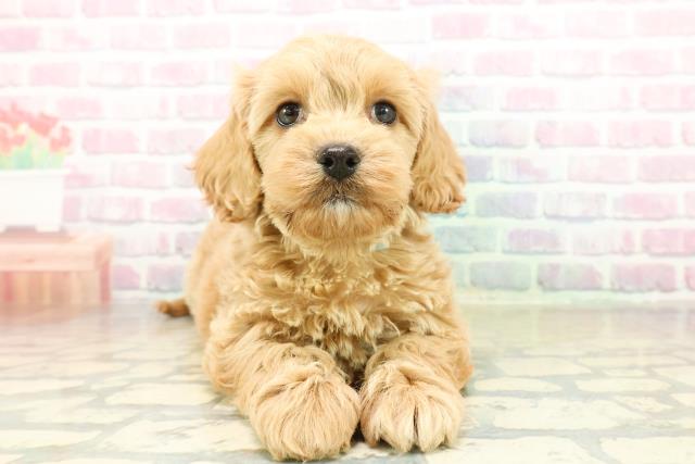 福島県のコッカプー(アメリカンコッカースパニエル×プードル) (Coo&RIKU郡山店/2025年11月17日生まれ/男の子/アプリコット)の子犬