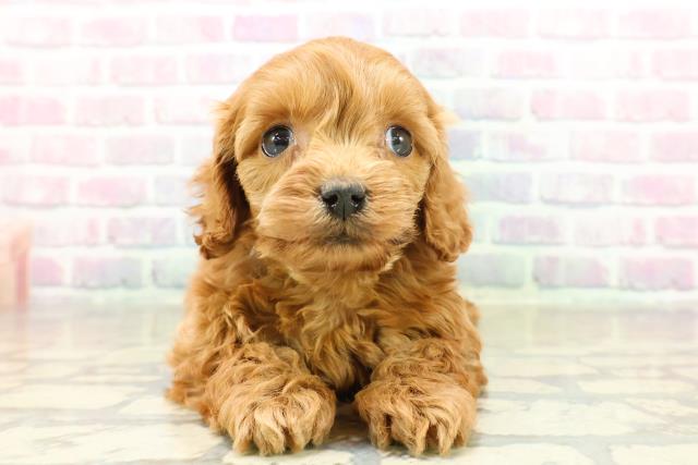 神奈川県のコッカプー(アメリカンコッカースパニエル×プードル) (Coo&RIKU横浜旭店/2025年11月17日生まれ/男の子/レッド)の子犬の1枚目の画像