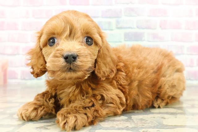 神奈川県のコッカプー(アメリカンコッカースパニエル×プードル) (Coo&RIKU横浜旭店/2025年11月17日生まれ/男の子/レッド)の子犬の2枚目の画像