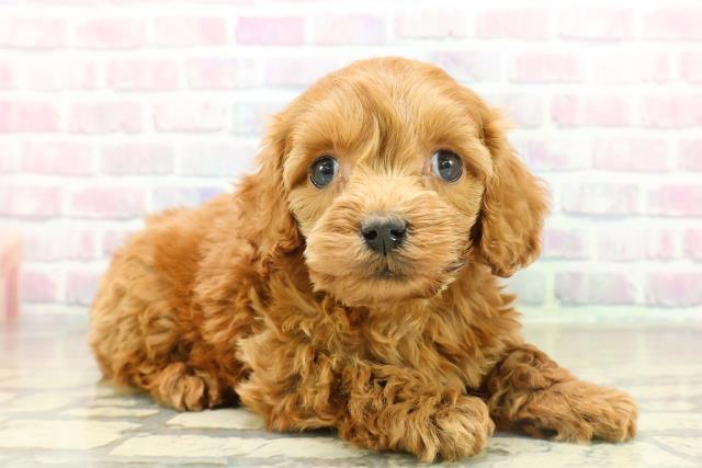 神奈川県のコッカプー(アメリカンコッカースパニエル×プードル) (Coo&RIKU横浜旭店/2025年11月17日生まれ/男の子/レッド)の子犬の3枚目の画像