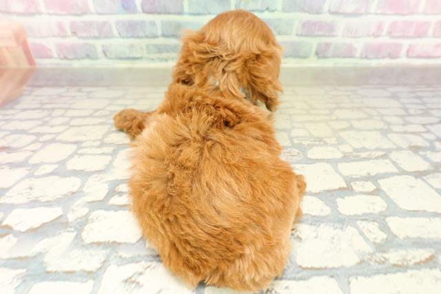 神奈川県のコッカプー(アメリカンコッカースパニエル×プードル) (Coo&RIKU横浜旭店/2025年11月17日生まれ/男の子/レッド)の子犬の4枚目の画像