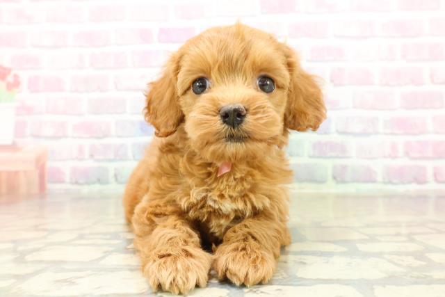 長野県のコッカプー(アメリカンコッカースパニエル×プードル) (Coo&RIKU綿半上田店/2025年11月17日生まれ/女の子/レッド)の子犬の1枚目の画像