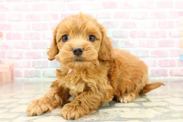 長野県のコッカプー(アメリカンコッカースパニエル×プードル) (Coo&RIKU綿半上田店/2025年11月17日生まれ/女の子/レッド)の子犬の2枚目の画像