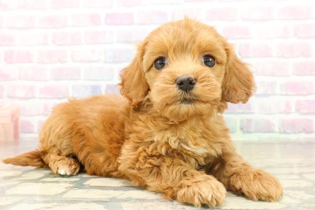 長野県のコッカプー(アメリカンコッカースパニエル×プードル) (Coo&RIKU綿半上田店/2025年11月17日生まれ/女の子/レッド)の子犬の3枚目の画像