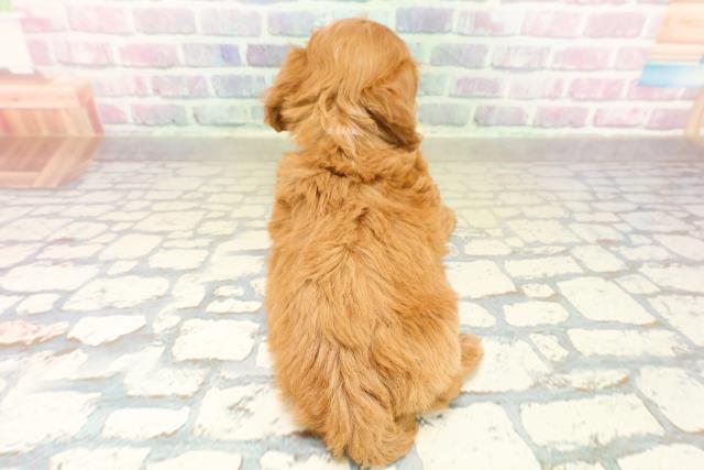 長野県のコッカプー(アメリカンコッカースパニエル×プードル) (Coo&RIKU綿半上田店/2025年11月17日生まれ/女の子/レッド)の子犬の4枚目の画像