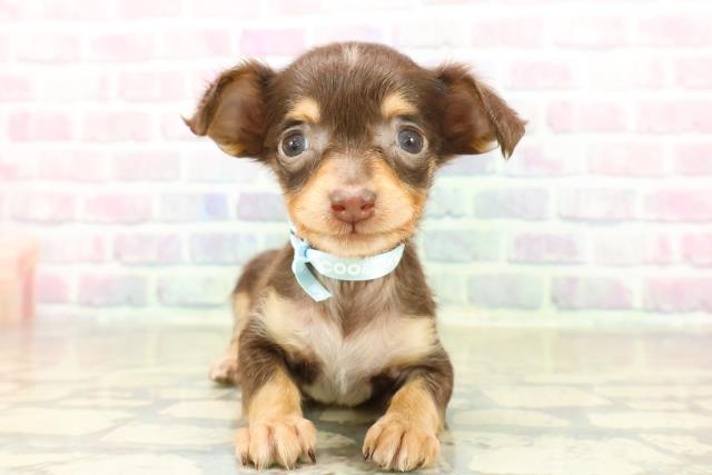 群馬県のチワックス(チワワ×ダックス) (Coo&RIKU高崎店/2025年11月18日生まれ/男の子/チョコレートタン)の子犬の1枚目の画像