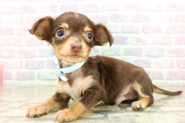 群馬県のチワックス(チワワ×ダックス) (Coo&RIKU高崎店/2025年11月18日生まれ/男の子/チョコレートタン)の子犬の2枚目の画像