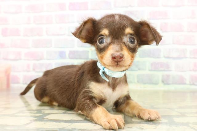 群馬県のチワックス(チワワ×ダックス) (Coo&RIKU高崎店/2025年11月18日生まれ/男の子/チョコレートタン)の子犬の3枚目の画像