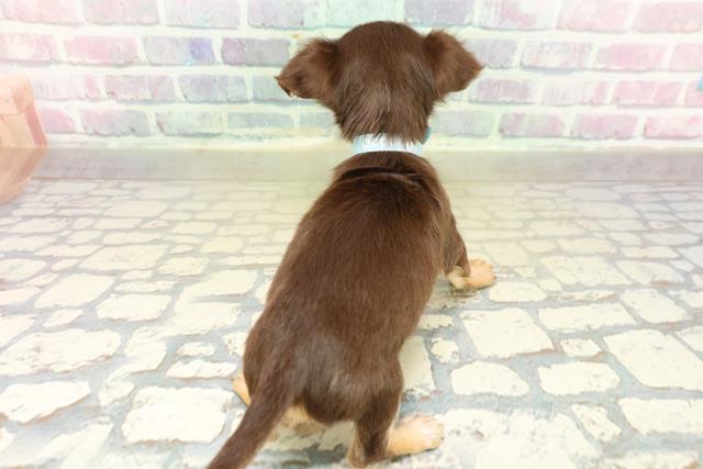 群馬県のチワックス(チワワ×ダックス) (Coo&RIKU高崎店/2025年11月18日生まれ/男の子/チョコレートタン)の子犬の4枚目の画像