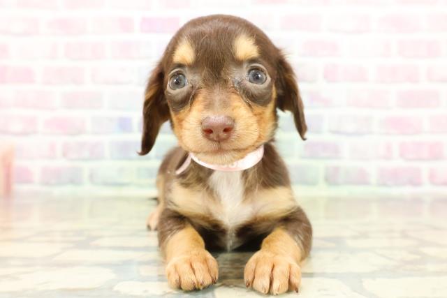 千葉県のチワックス(チワワ×ダックス) (Coo&RIKU東船橋店/2025年11月18日生まれ/女の子/チョコレートタン)の子犬