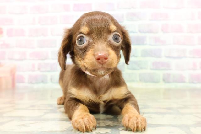 群馬県のチワックス(チワワ×ダックス) (Coo&RIKU藤岡店/2025年11月18日生まれ/女の子/チョコレートタン)の子犬の1枚目の画像