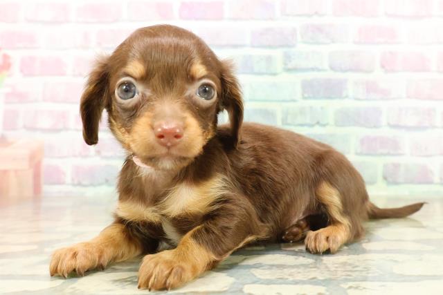 群馬県のチワックス(チワワ×ダックス) (Coo&RIKU藤岡店/2025年11月18日生まれ/女の子/チョコレートタン)の子犬の2枚目の画像