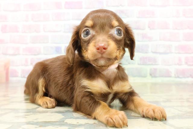 群馬県のチワックス(チワワ×ダックス) (Coo&RIKU藤岡店/2025年11月18日生まれ/女の子/チョコレートタン)の子犬の3枚目の画像