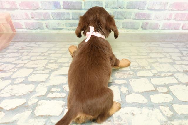 群馬県のチワックス(チワワ×ダックス) (Coo&RIKU藤岡店/2025年11月18日生まれ/女の子/チョコレートタン)の子犬の4枚目の画像