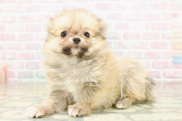 群馬県のポメチワ/チワポメ/ポメチー(ポメラニアン×チワワ) (Coo&RIKU高崎店/2025年11月14日生まれ/男の子/オレンジ)の子犬の2枚目の画像