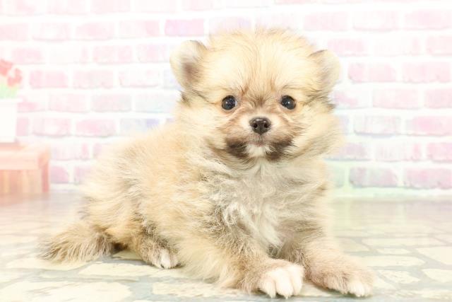 群馬県のポメチワ/チワポメ/ポメチー(ポメラニアン×チワワ) (Coo&RIKU高崎店/2025年11月14日生まれ/男の子/オレンジ)の子犬の3枚目の画像