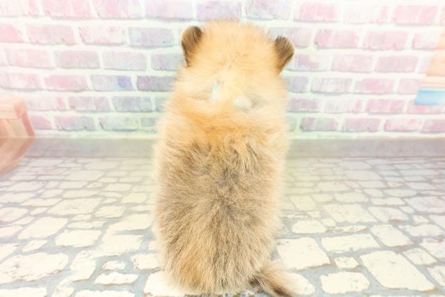 群馬県のポメチワ/チワポメ/ポメチー(ポメラニアン×チワワ) (Coo&RIKU高崎店/2025年11月14日生まれ/男の子/オレンジ)の子犬の4枚目の画像