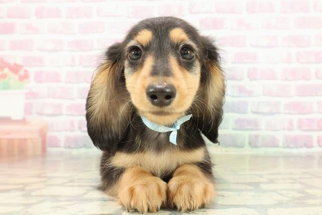 茨城県のミニチュアダックスフンド(ロング) (Coo&RIKU牛久店/2025年11月12日生まれ/男の子/ブラックタン)の子犬の1枚目の画像