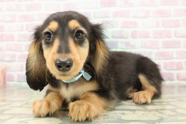 茨城県のミニチュアダックスフンド(ロング) (Coo&RIKU牛久店/2025年11月12日生まれ/男の子/ブラックタン)の子犬の2枚目の画像