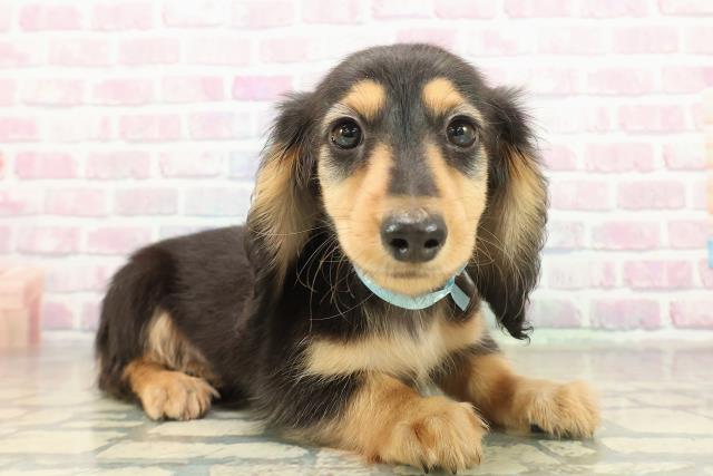 茨城県のミニチュアダックスフンド(ロング) (Coo&RIKU牛久店/2025年11月12日生まれ/男の子/ブラックタン)の子犬の3枚目の画像